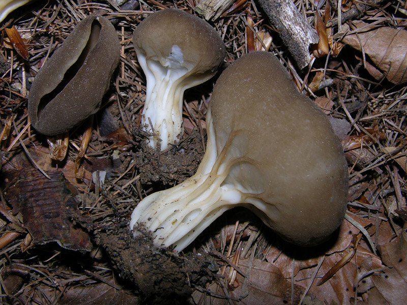 Ritrovamenti del 16 maggio.